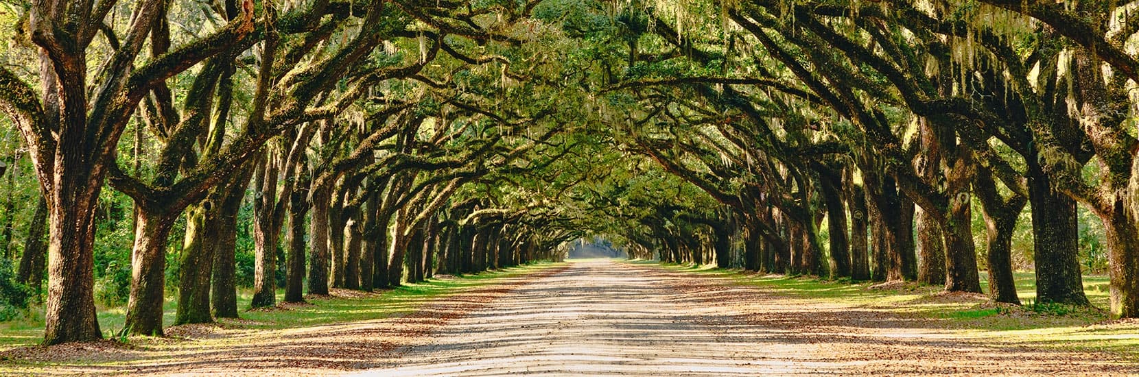 Georgia Hero Background Image Georgia Hero Background Image