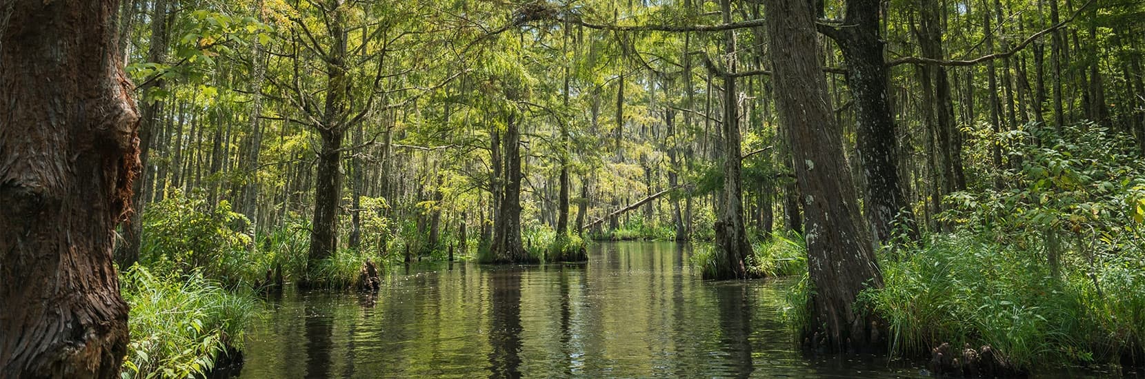 Louisiana Hero Background Image Louisiana Hero Background Image