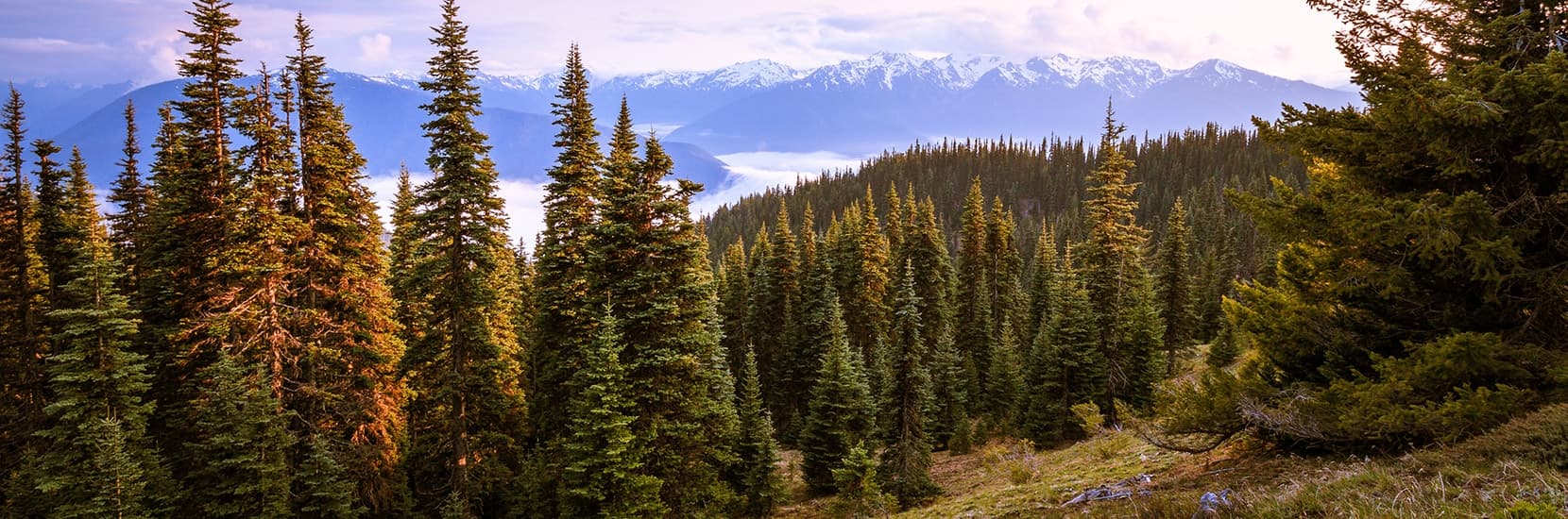 Washington Hero Background Image Washington Hero Background Image